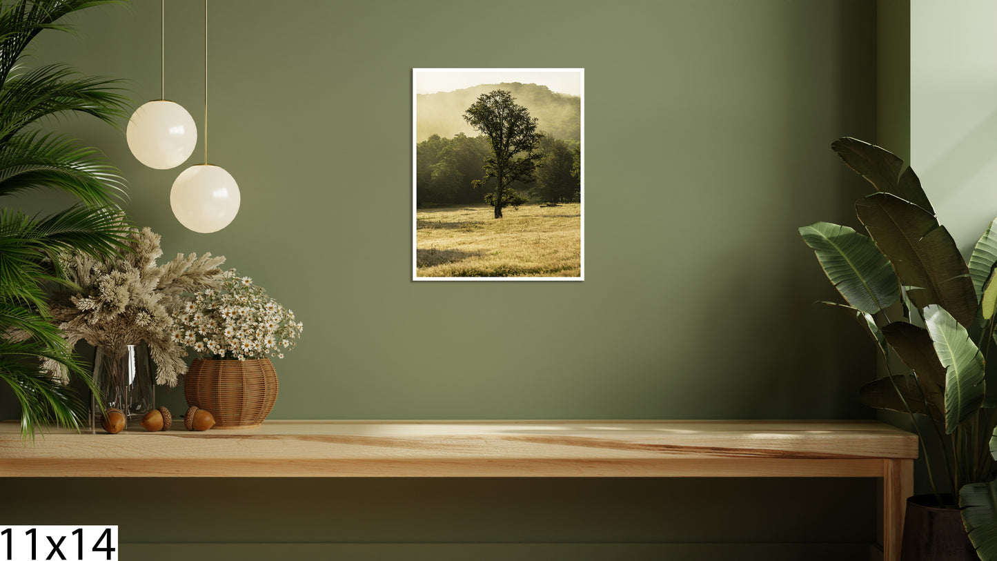 Old tree of light
