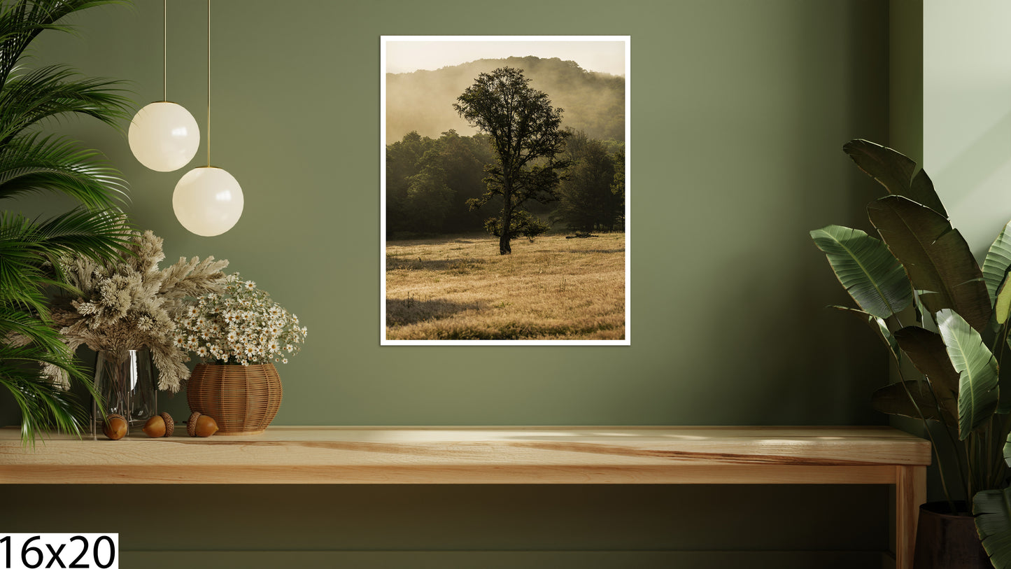 Old tree of light