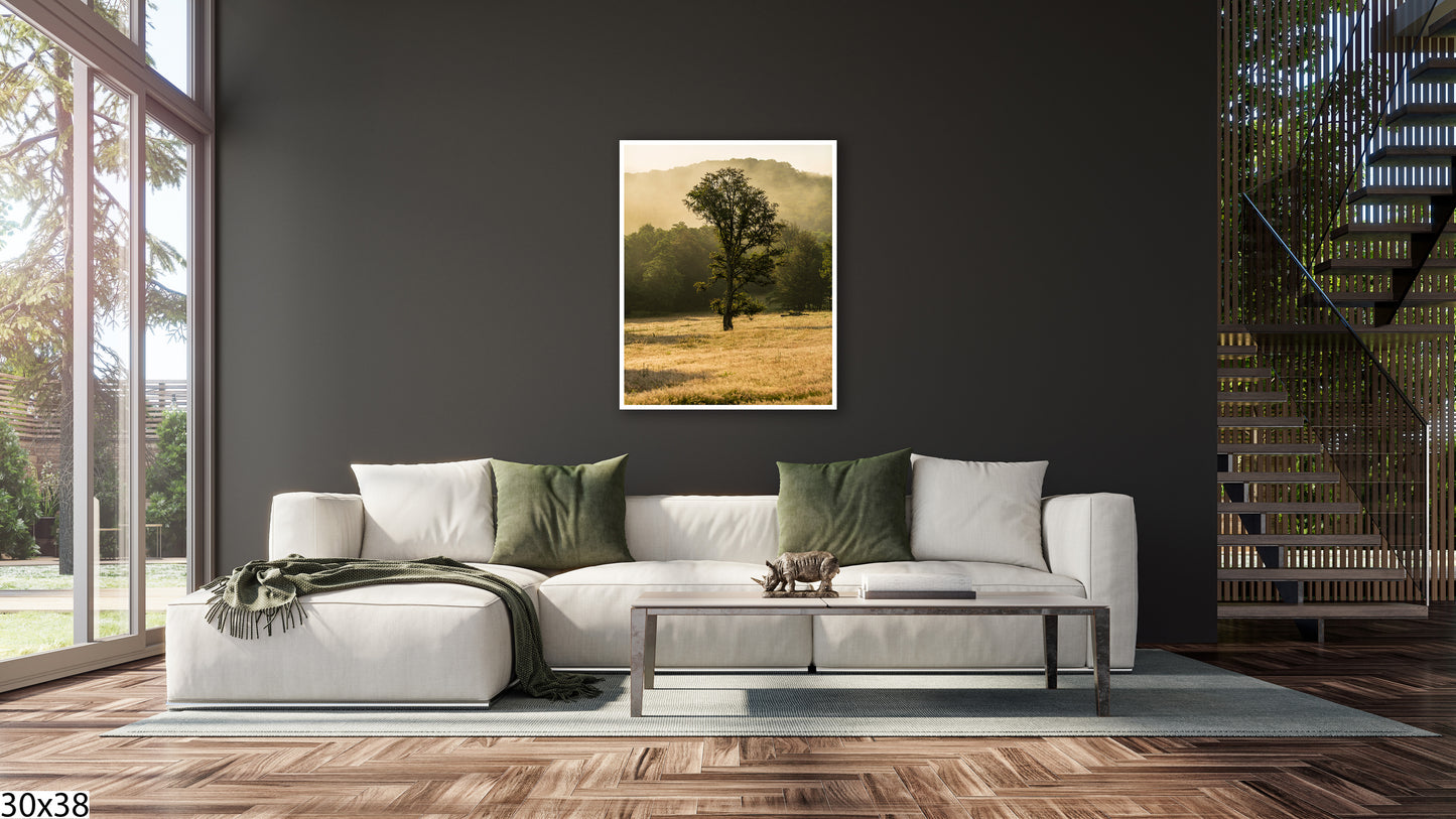 Old tree of light